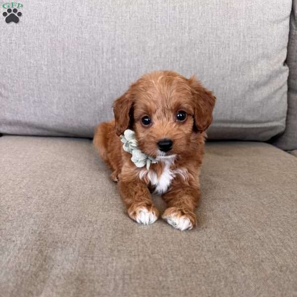 Zara, Mini Goldendoodle Puppy